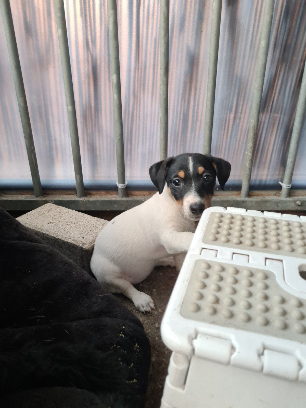 Vrolijke Jack Russell Terriër pups, Dieren en Toebehoren, Honden | Jack Russells en Terriërs, HCC (leverziekte), Jack Russell Terriër