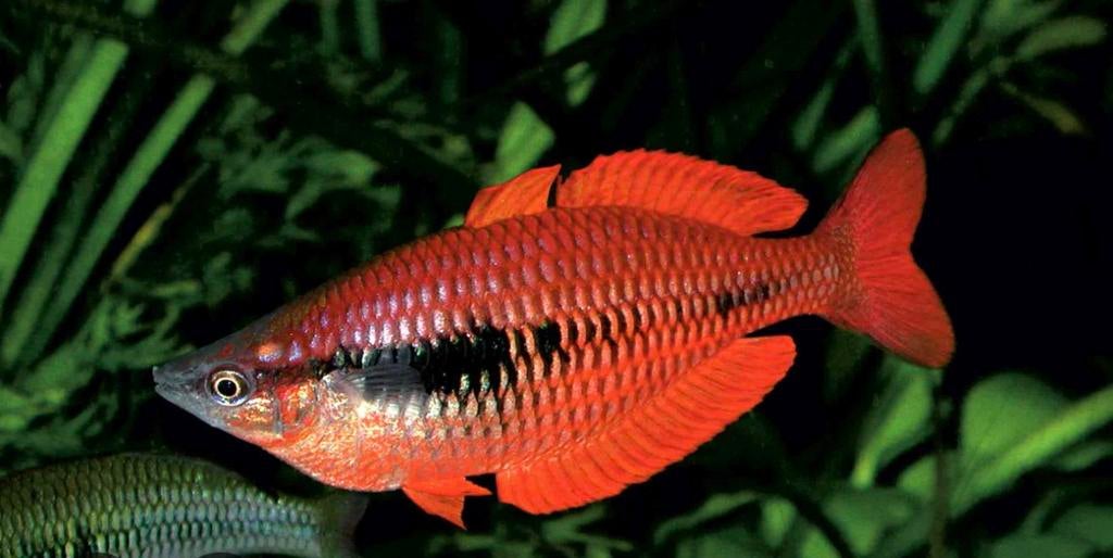 Nieuw ! Melanotaenia parva Lake Kurumoi, Dieren en Toebehoren, Vis, Zoetwatervis, Schoolvis