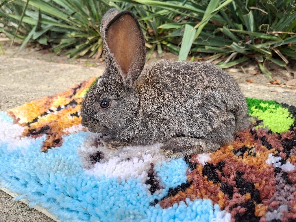 Duitse reus, Dieren en Toebehoren, Konijnen, Mannelijk, Groot, 0 tot 2 jaar