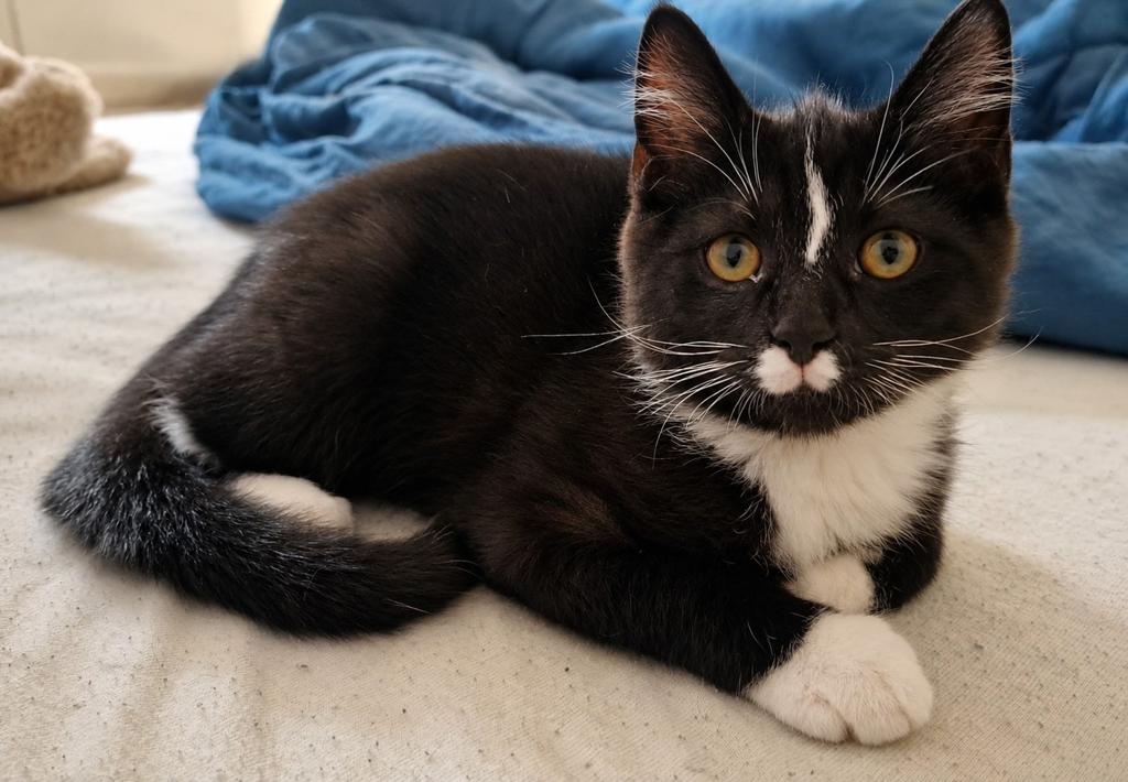 1 britse korthaar x Blauw rus Kitten, Dieren en Toebehoren, Katten en Kittens | Raskatten | Korthaar, Kater, 0 tot 2 jaar, Ontwormd