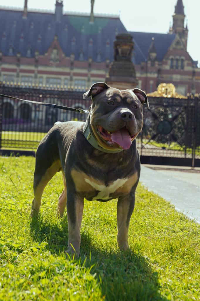 DEK REU Amerikaans bully XL Tri Blue, CDV (hondenziekte), 1 tot 2 jaar, Meerdere, Nederland