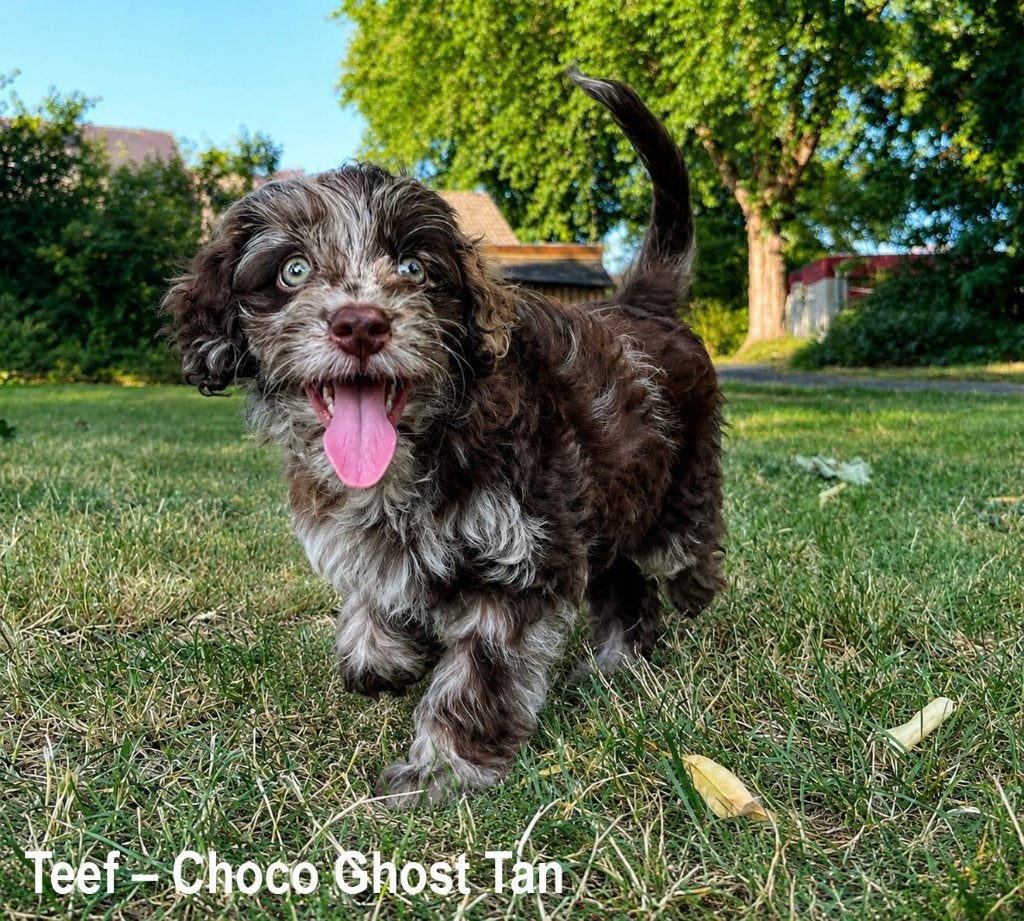Merle Labradoodle pup, Parvo, Overige rassen, 8 tot 15 weken, Teef
