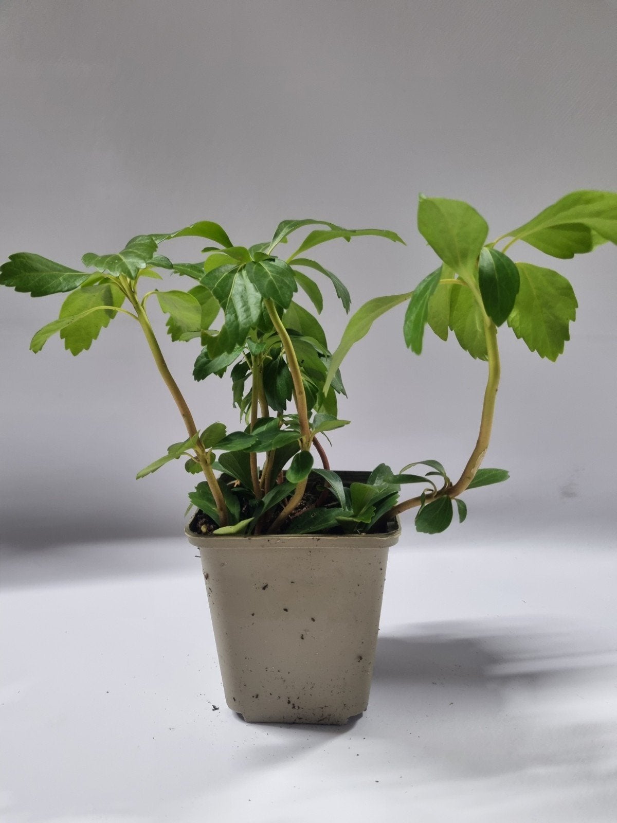 Pachysandra te koop, Ophalen, Bodembedekkers, Vaste plant, Volledige schaduw