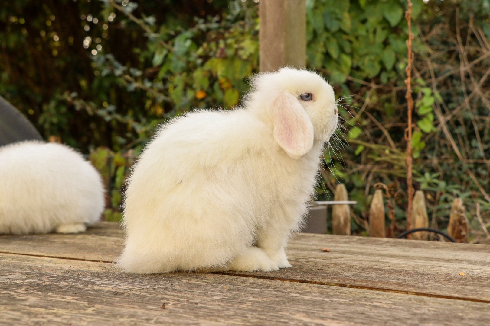 Minilop rammetje beschikbaar, Dieren en Toebehoren, Mannelijk, Dwerg, Hangoor, 0 tot 2 jaar
