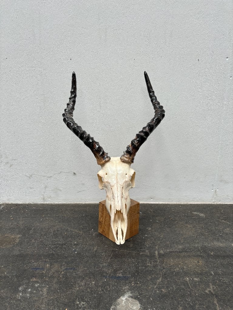 Antilope schedel op houten voet, Ophalen, Zo goed als nieuw, Wild dier, Schedel