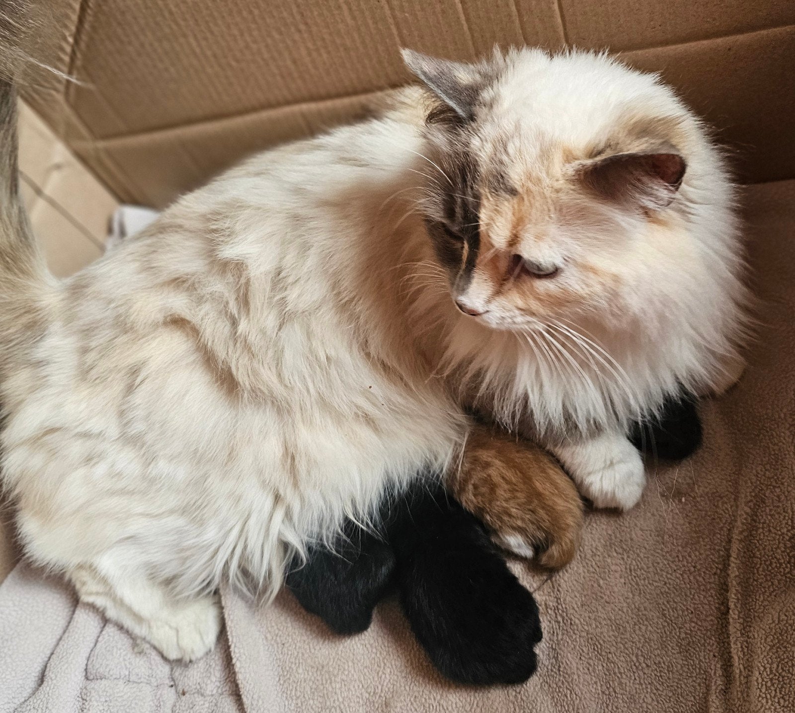 Nog 1 zwart wit poesje .moeder ragdoll .mag verhuizen ., Dieren en Toebehoren, Poes, Kortharig, 0 tot 2 jaar