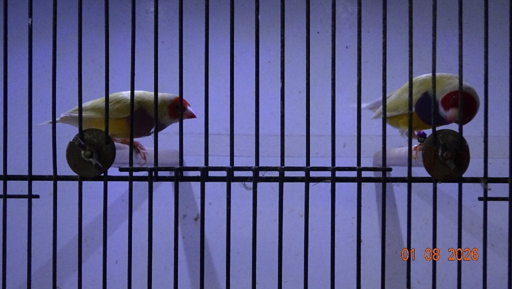 Gele GOULDS te koop., Dieren en Toebehoren, Vogels | Overige Vogels, Meerdere dieren, Tropenvogel, Geringd