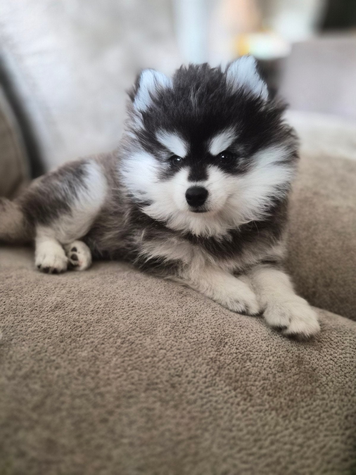 kleinblijvende F4 pomsky pups, 8 tot 15 weken, Meerdere dieren, Eén hond, Nederland