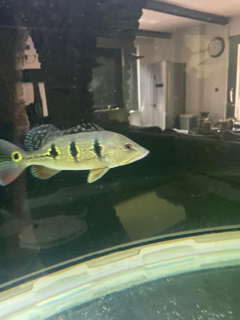 Cichla Orinocensis., Dieren en Toebehoren, Vissen | Aquariumvissen, Vis