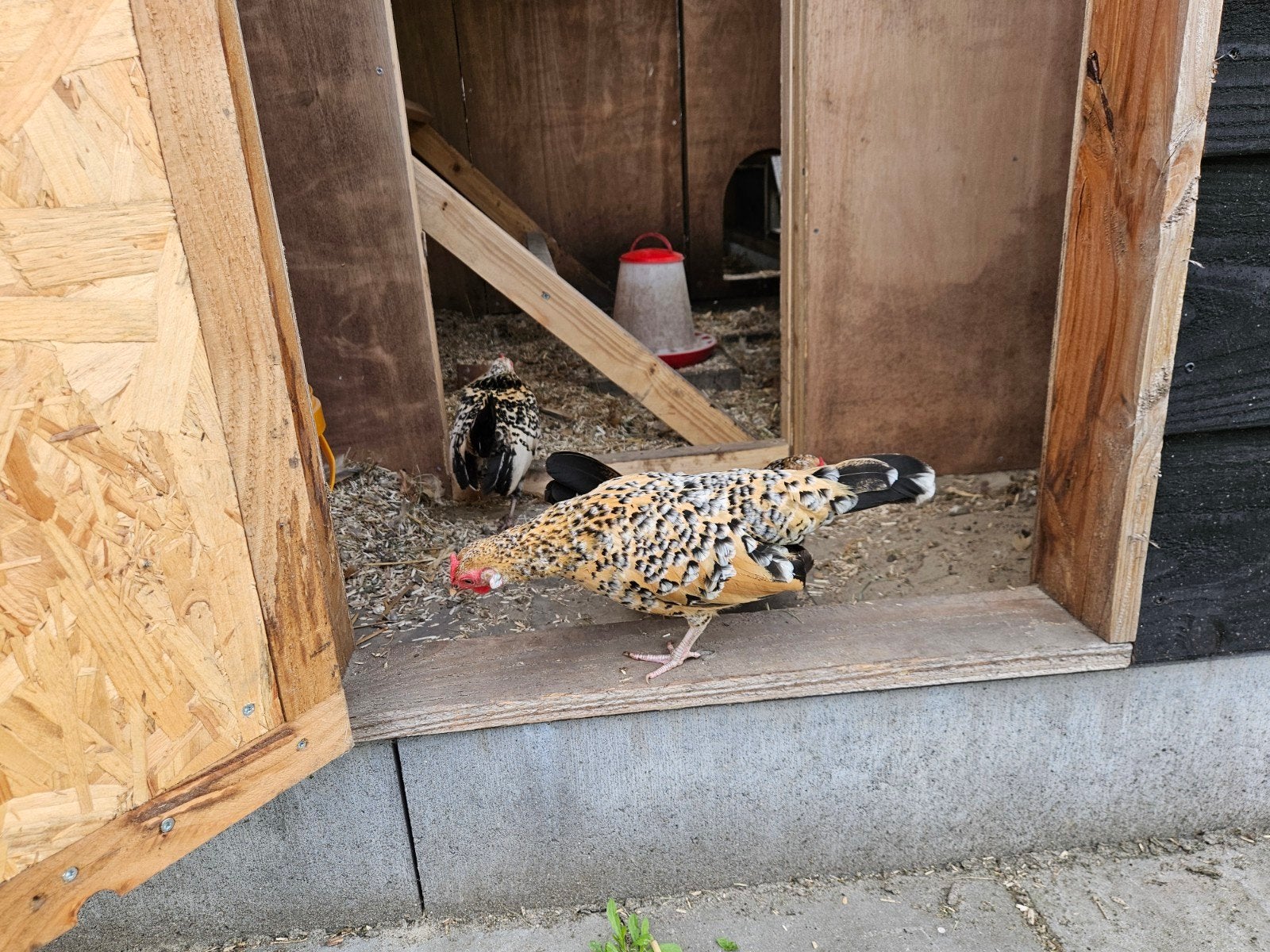 Java krielen, Meerdere dieren, Kip