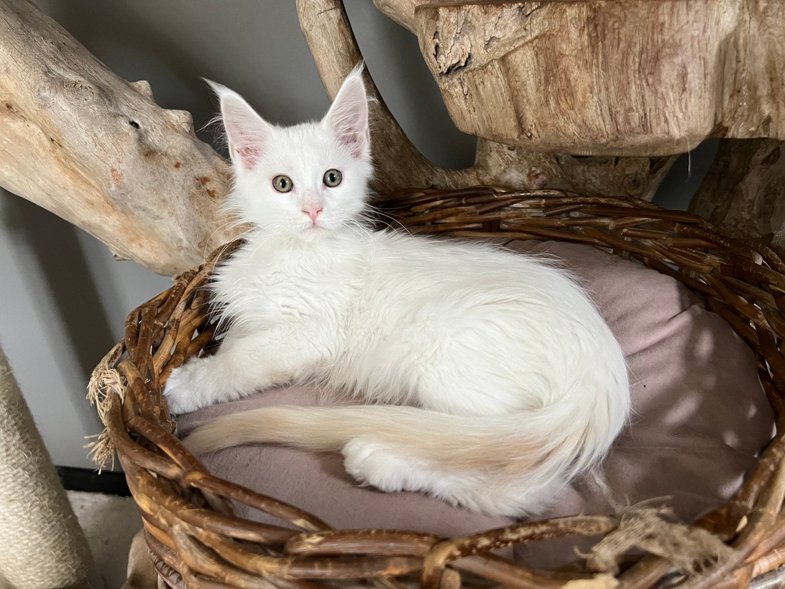 Mooie gezonde Maine Coon kittens, Dieren en Toebehoren, Katten en Kittens | Raskatten | Langhaar, Meerdere dieren