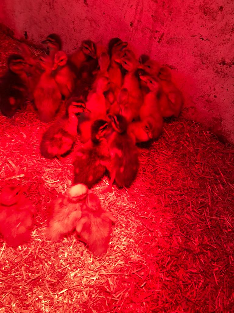 eenden kuikens, Dieren en Toebehoren, Pluimvee, Meerdere dieren, Eend