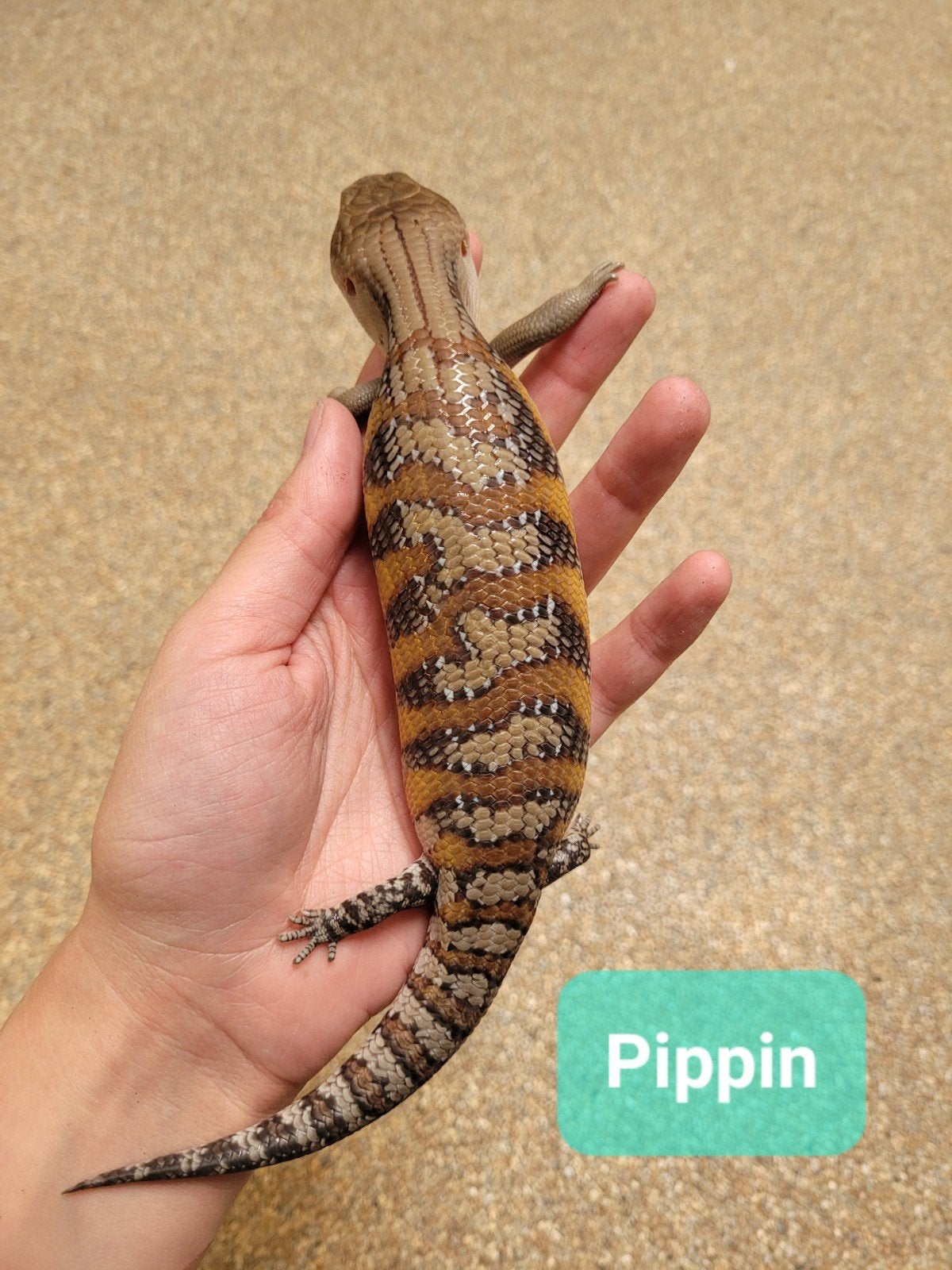 Tiliqua Scincoides Intermedia - Australische Blauwtongskink, Hagedis, 0 tot 2 jaar
