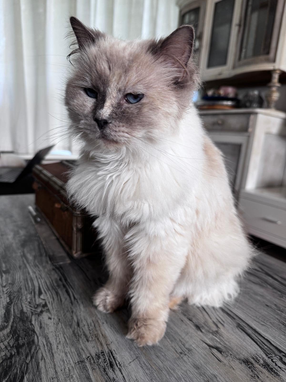 Ragdoll poes gouden mandje, Dieren en Toebehoren, Katten en Kittens | Raskatten | Langhaar, Poes