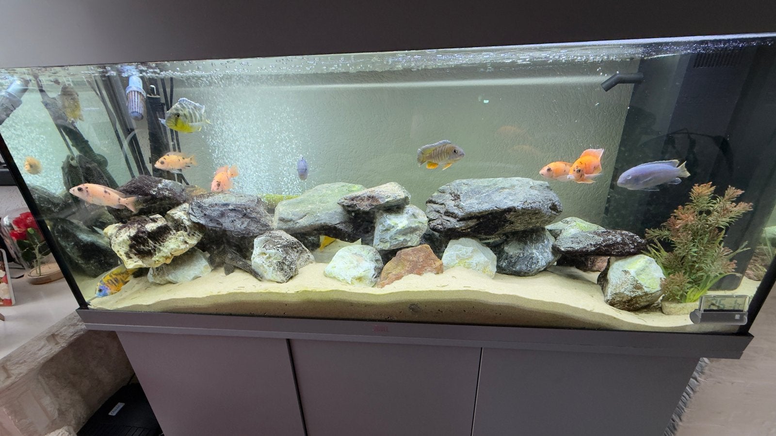 Te koop nieuwe aquarium compleet, Pomp, Nieuw, Ophalen of Verzenden, Gevuld zoetwateraquarium