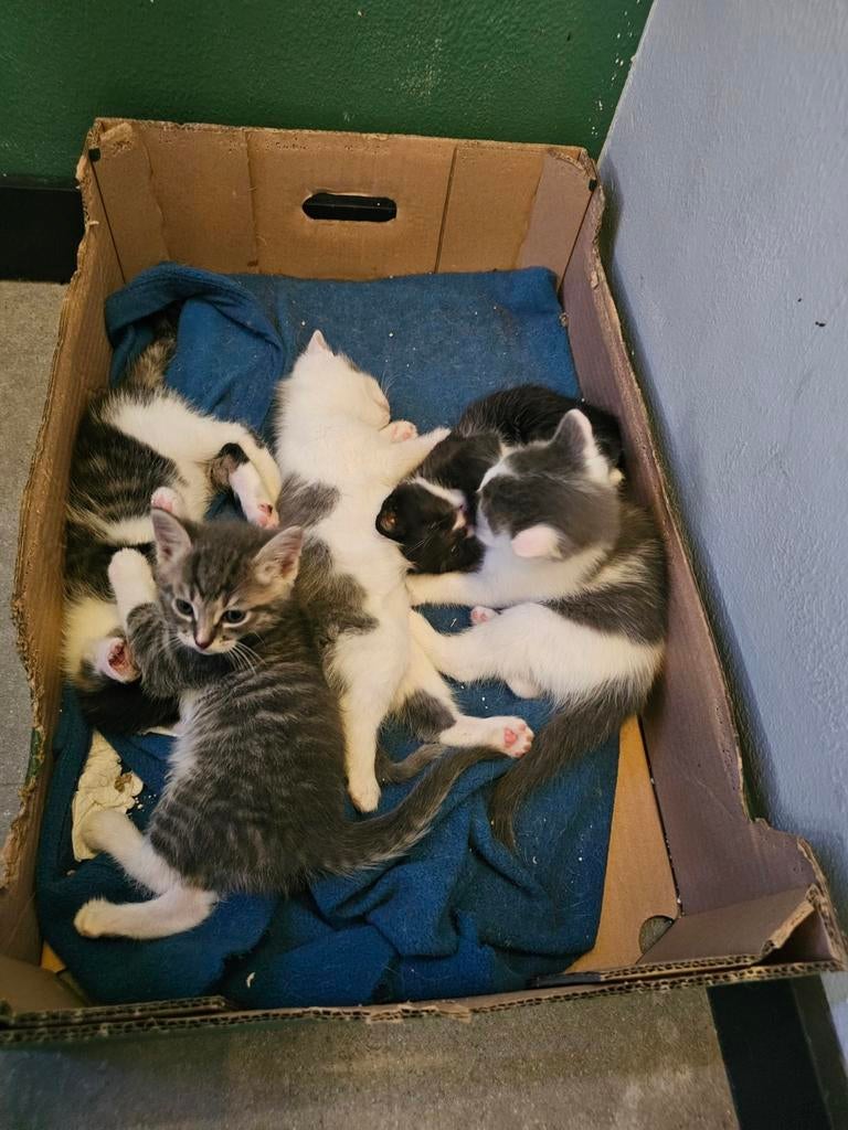 Ik heb 7 kittens te adoptie, Dieren en Toebehoren
