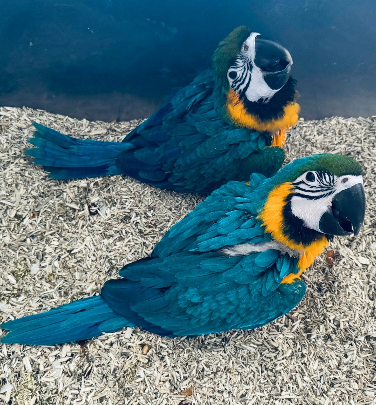 Blauw gele ara süper tamme baby Papegaaie, Dieren en Toebehoren, Meerdere dieren, Papegaai, Pratend