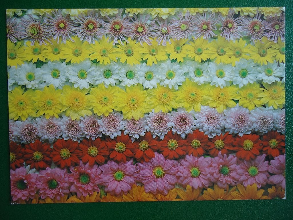 (1749) Bloemenkaart / Foto PAUL HUF, Verzenden, 1980 tot heden, Gelopen, Overige thema's