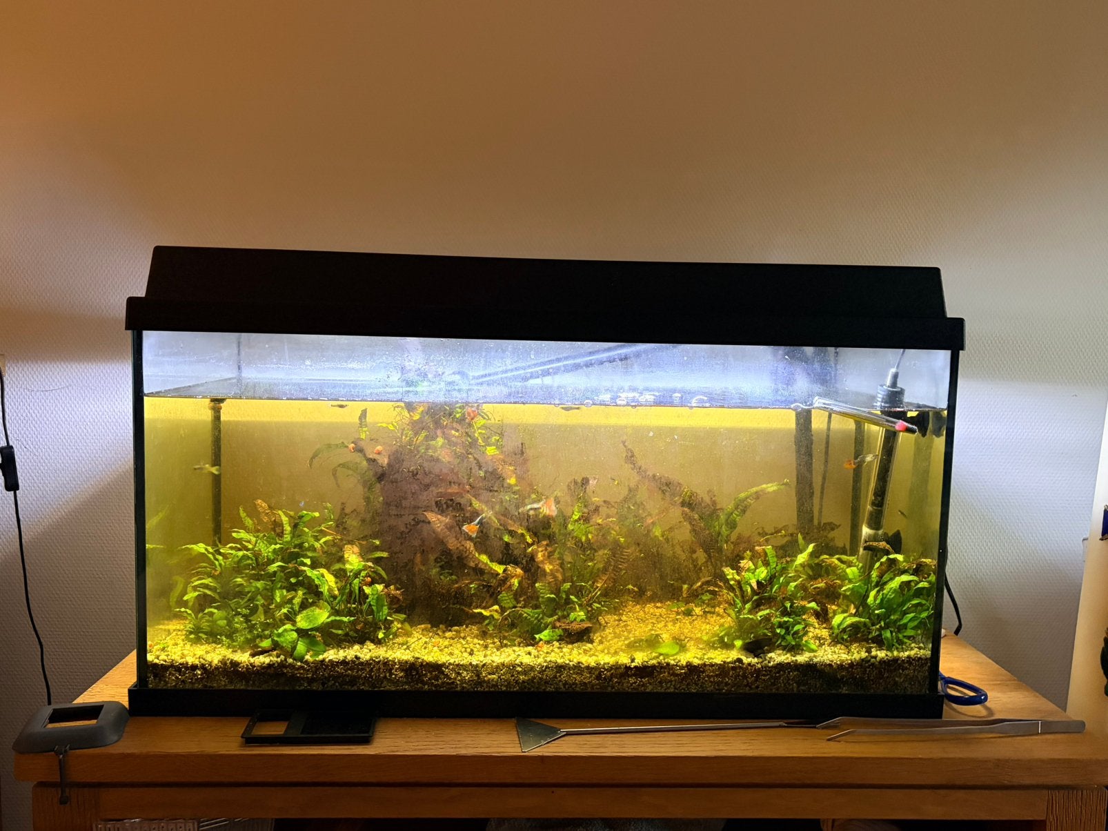 Aquarium evt inclusief guppies, Ophalen, Gebruikt, Gevuld zoetwateraquarium