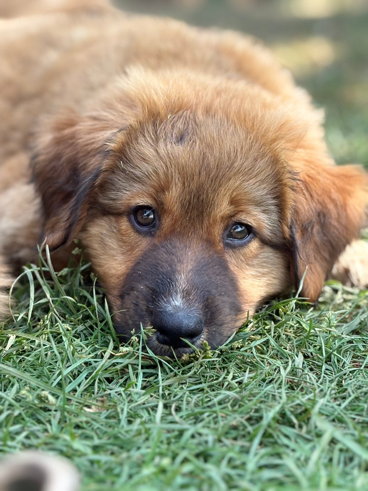 Toller (nova scotia duck tolling retriever  x aussie pup, Parvo, 8 tot 15 weken, Meerdere, Nederland