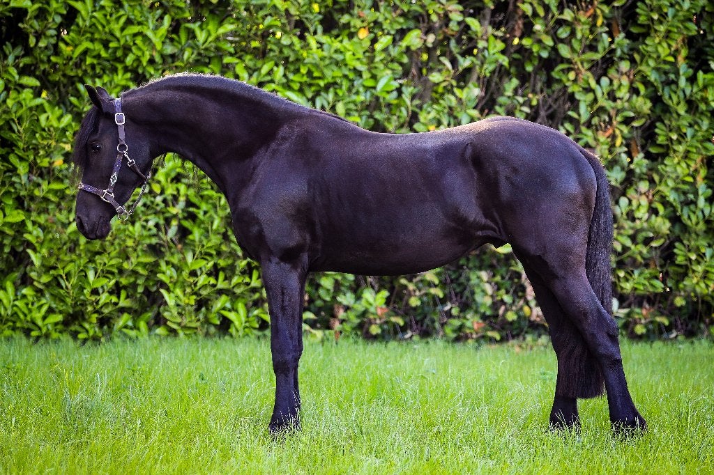 Friese Hengst 2 jaar oud, Dieren en Toebehoren, Paarden, Gechipt, 0 tot 2 jaar, Hengst, Onbeleerd