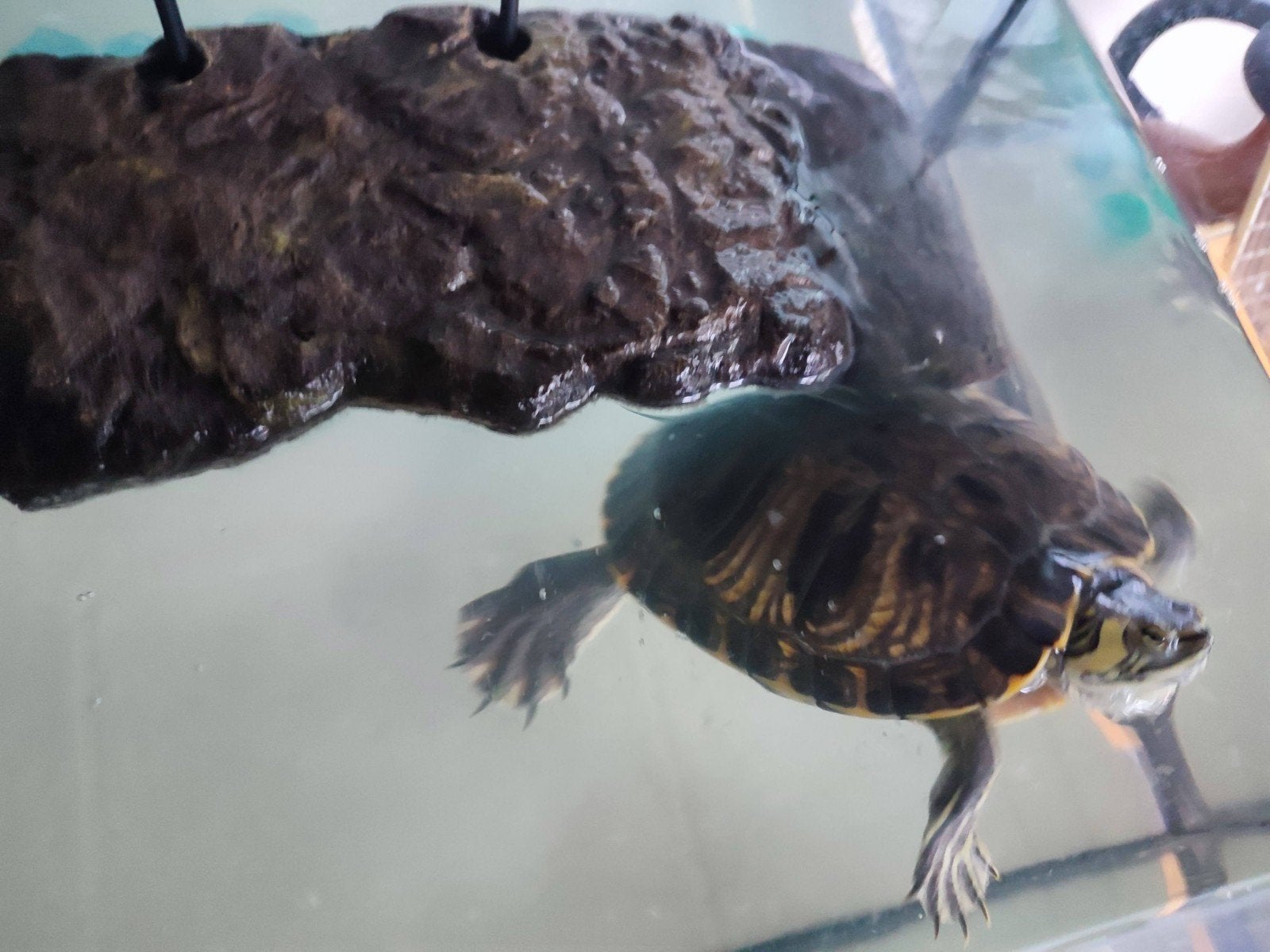 Waterschildpad Turtle photo 3
