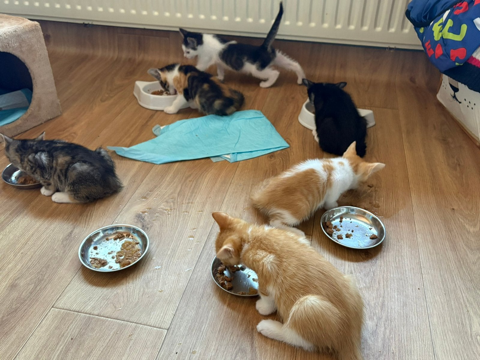 Prachtige en lieve  kittens– Klaar voor hun nieuwe huisje!, Meerdere dieren