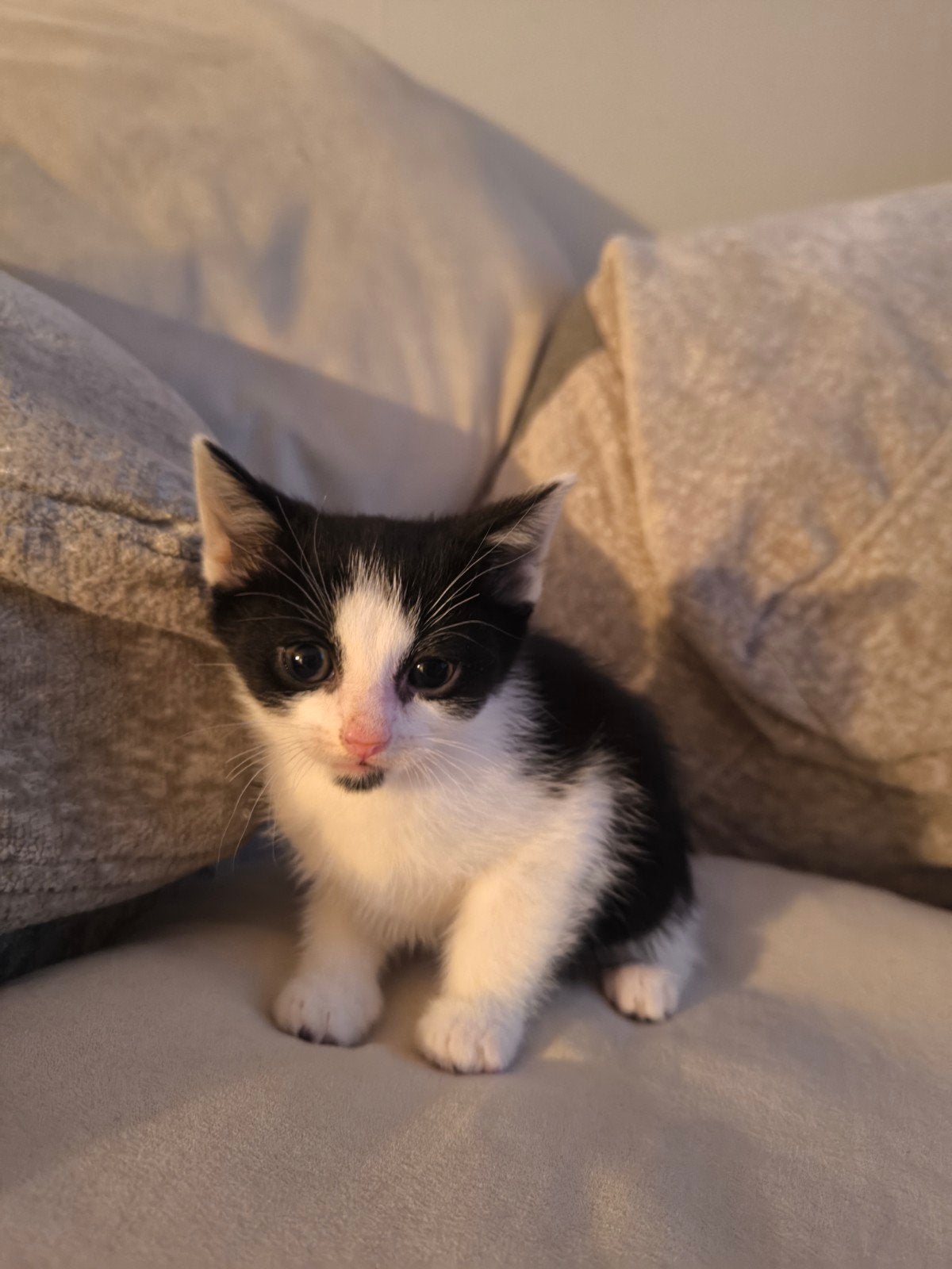 Kitten, Dieren en Toebehoren, Katten en Kittens | Overige Katten