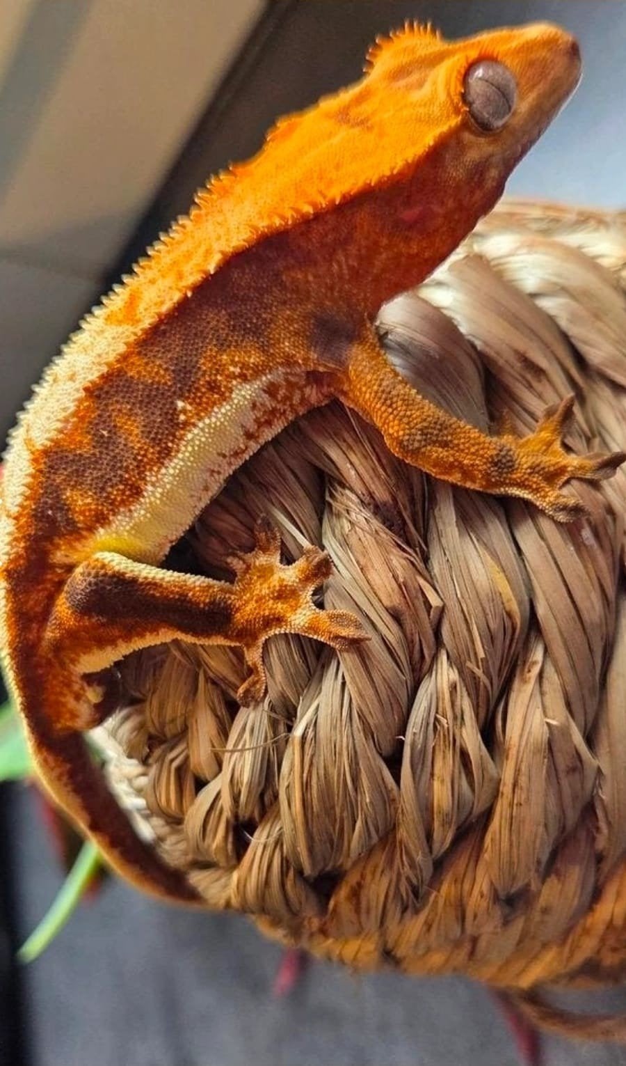wimpergekko crested gekko, Dieren en Toebehoren, Hagedis, 0 tot 2 jaar