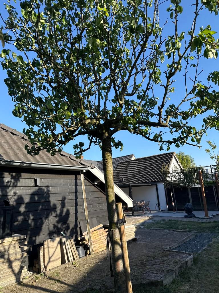 Prachtige perenboom (eetbaar), Ophalen, Halfschaduw, Overige soorten, Lente