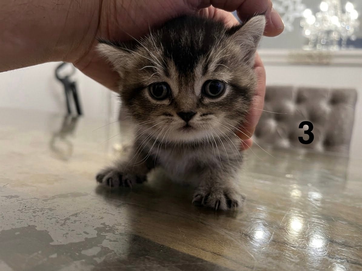 Prachtige Brits Korthaar Golden Tabby Kittens ⁠, Meerdere dieren, Ontwormd