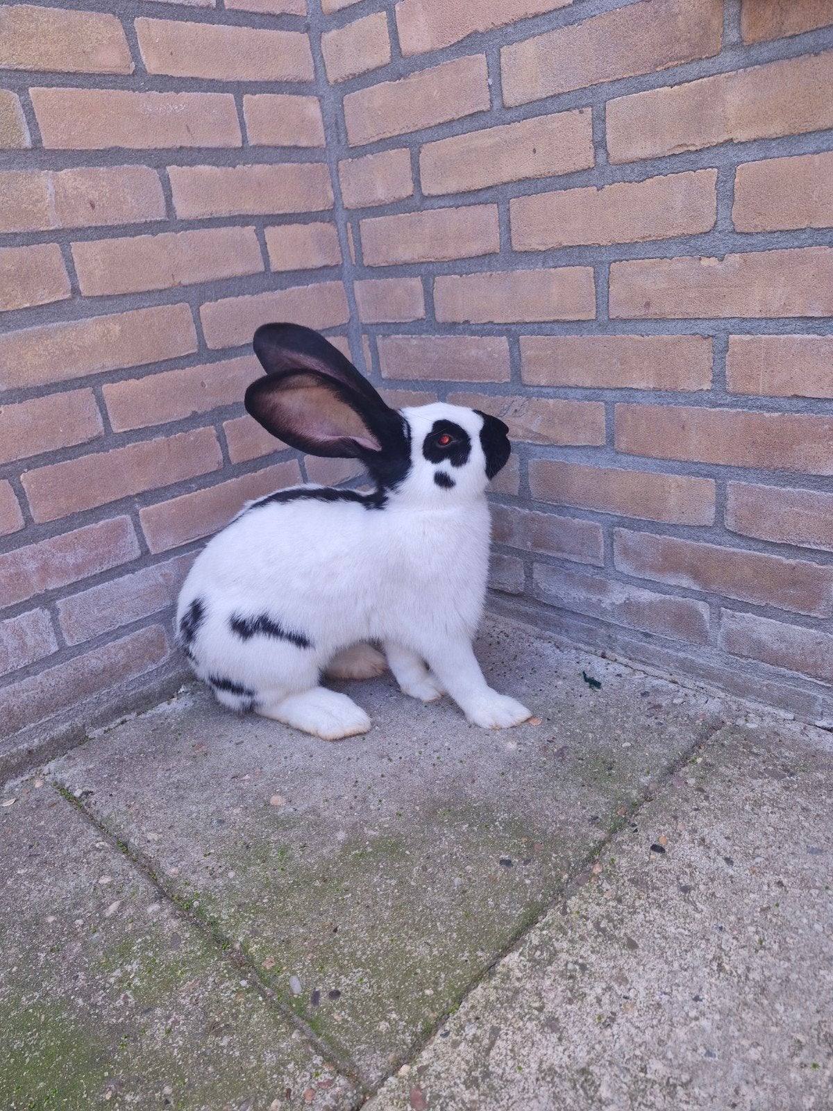 Drie gezonde lotharinger konijnen, Vrouwelijk, Groot, 0 tot 2 jaar