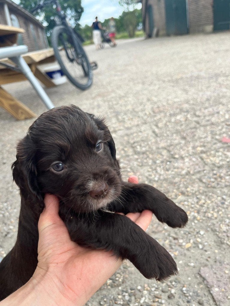 Engelse Cocker Spaniel, Dieren en Toebehoren, Parvo, Reu, 8 tot 15 weken, Meerdere