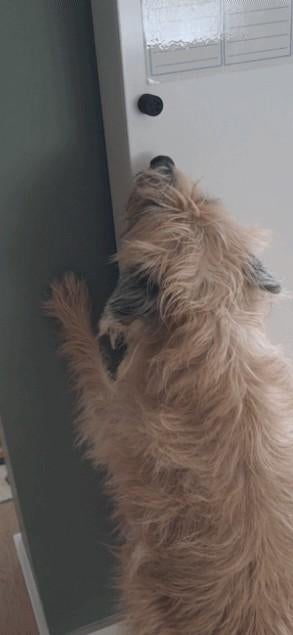 Geurpotjes met magneetjes detectie, Dieren en Toebehoren, Ophalen of Verzenden