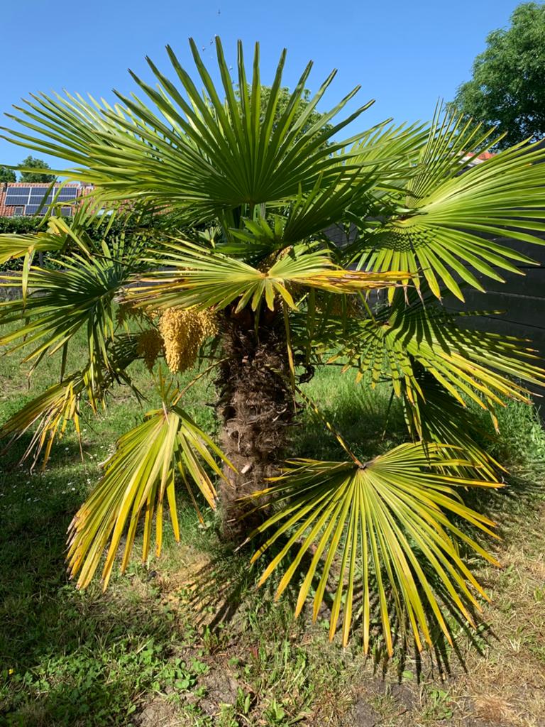 Mooie palmboom, Volle zon, Ophalen of Verzenden, 100 tot 250 cm, Zomer