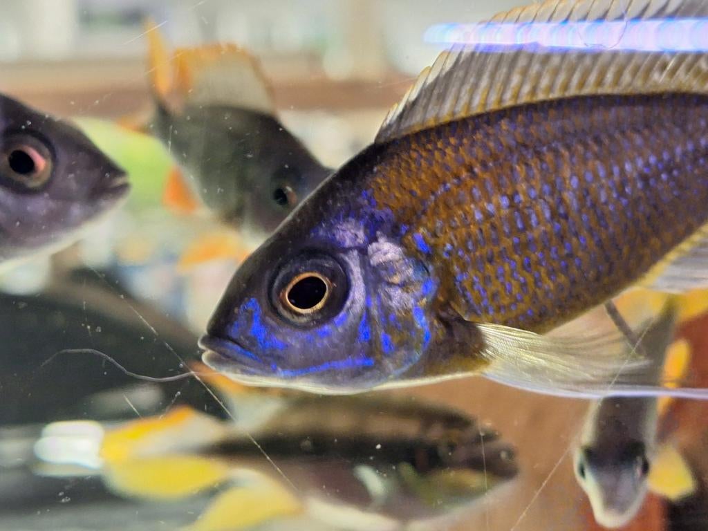 Copadichromis borleyi red kadango, Vis