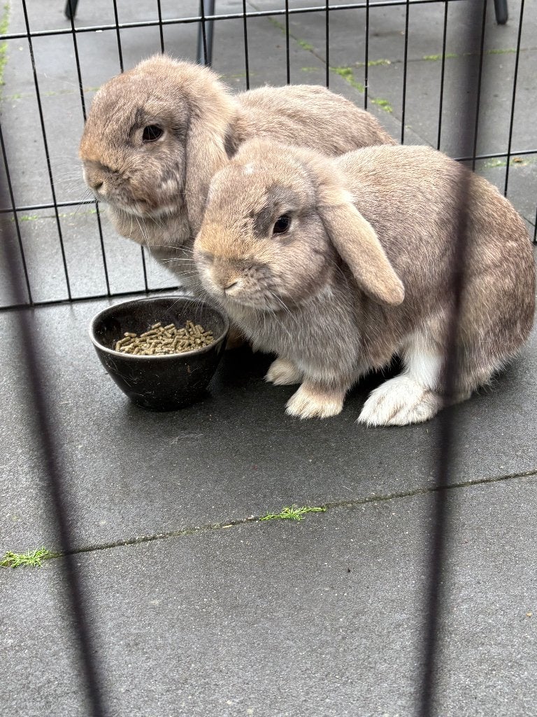 2 Dwerg Konijnen inclusief buitenverblijven, Dieren en Toebehoren, Konijnen, Dwerg, Vrouwelijk, 0 tot 2 jaar, Hangoor