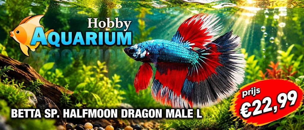 hOBBYAQUARIUM Betta SP Halfmoon Dragon male L, Dieren en Toebehoren, Vis, Zoetwatervis
