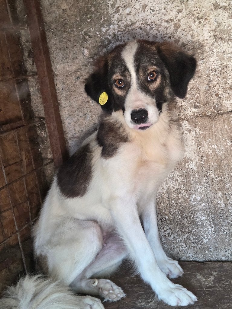 Timide, teruggetrokken Loena Ter adoptie, Dieren en Toebehoren, Particulier, 1 tot 2 jaar, Buitenland, Teef