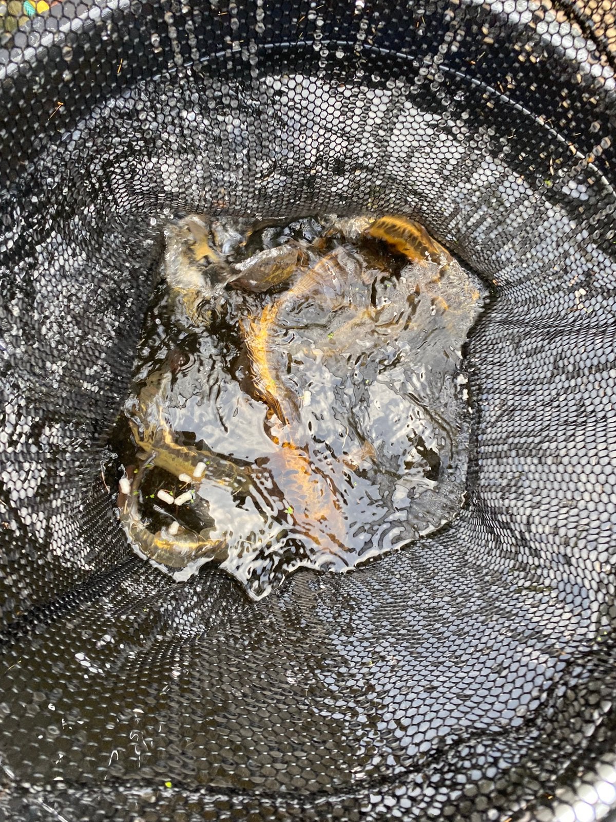 Kois tekoop, Dieren en Toebehoren, Vissen | Vijvervissen, Karper of Koi