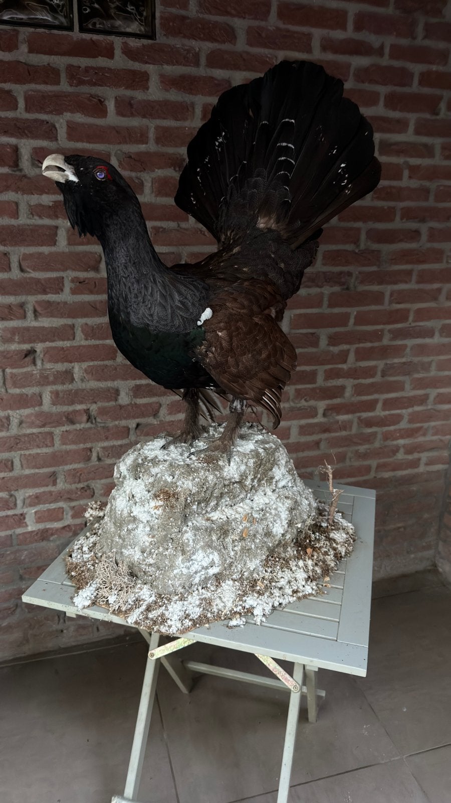 Set van 2 Korhoenders taxidermie, Ophalen of Verzenden, Vogel, Opgezet dier