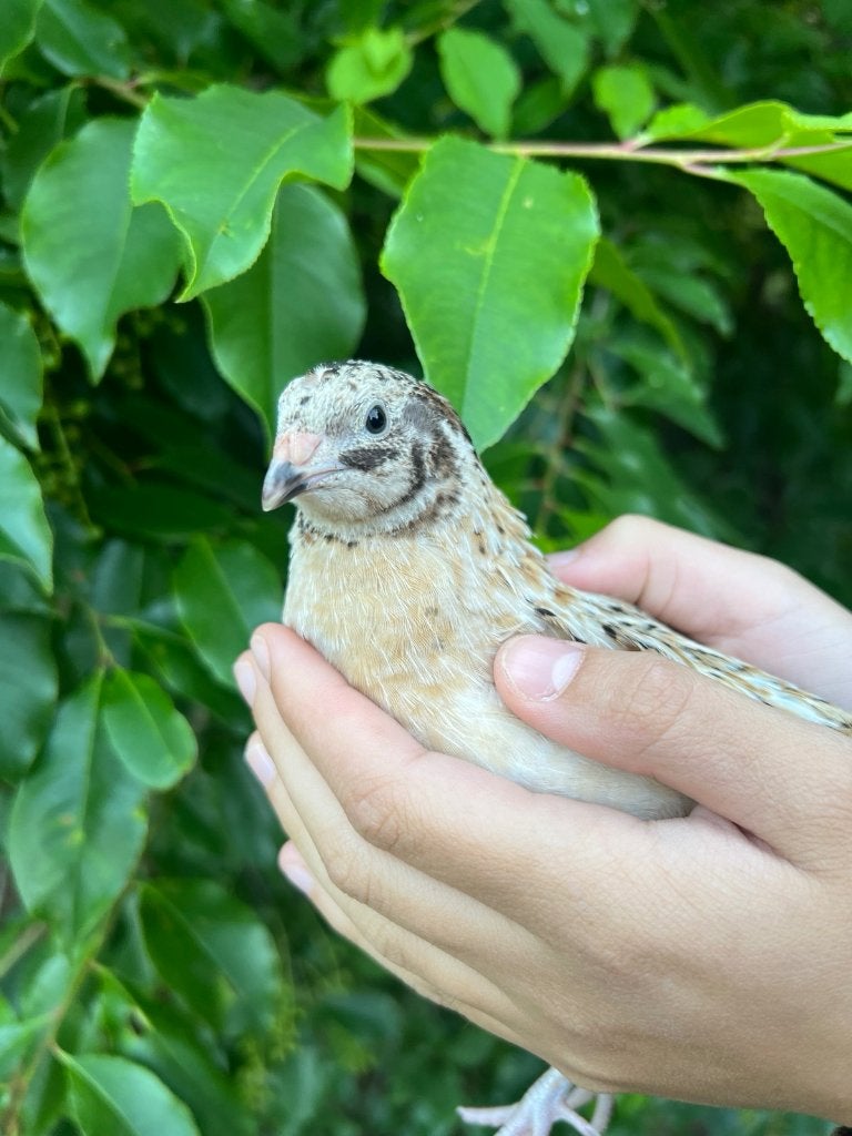 Twee Japanse kwartel hanen, Dieren en Toebehoren, Pluimvee, Mannelijk, Overige soorten