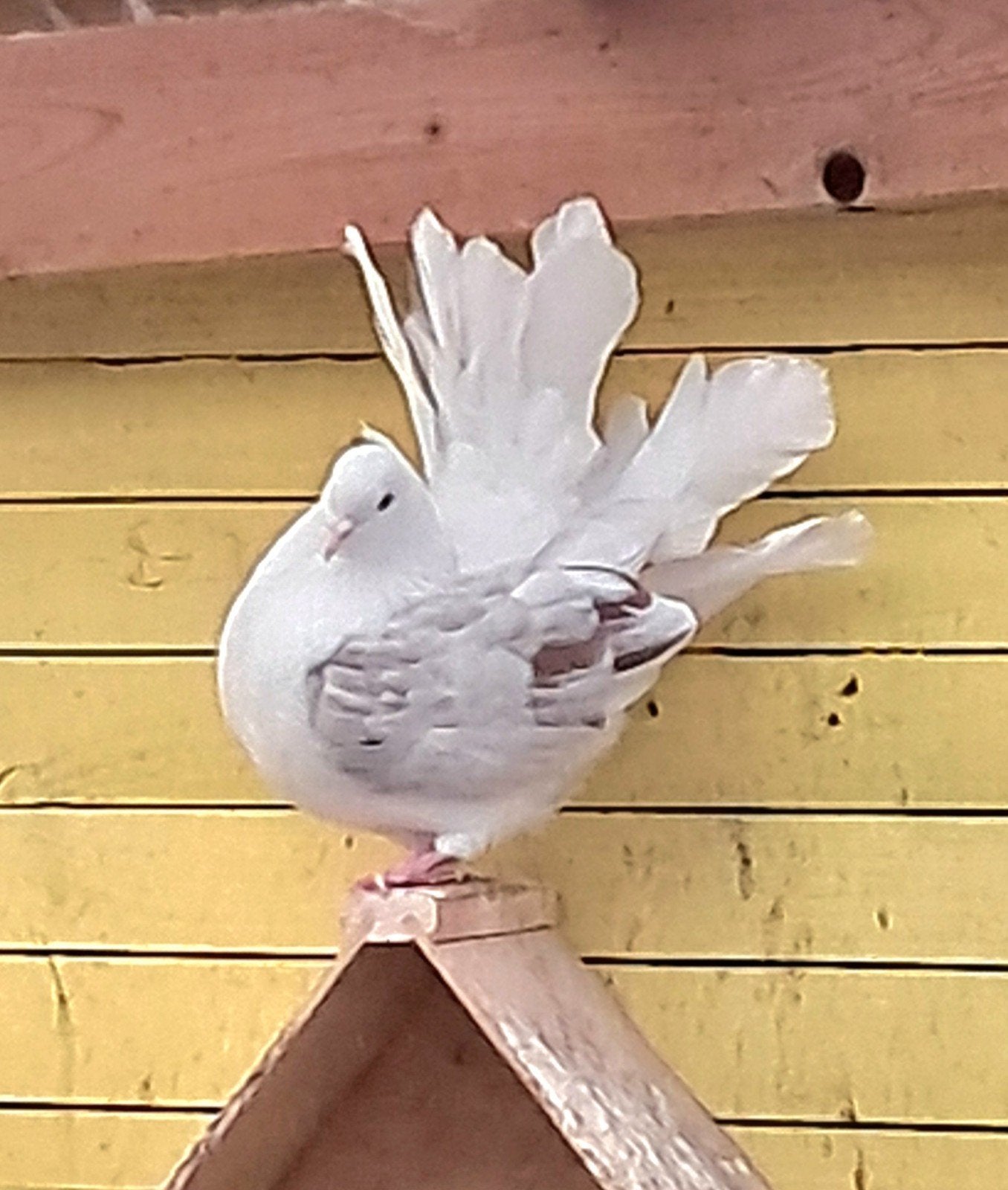 3 pauwstaartjes van dit jaar.

10,- pst, Meerdere dieren, Overige soorten
