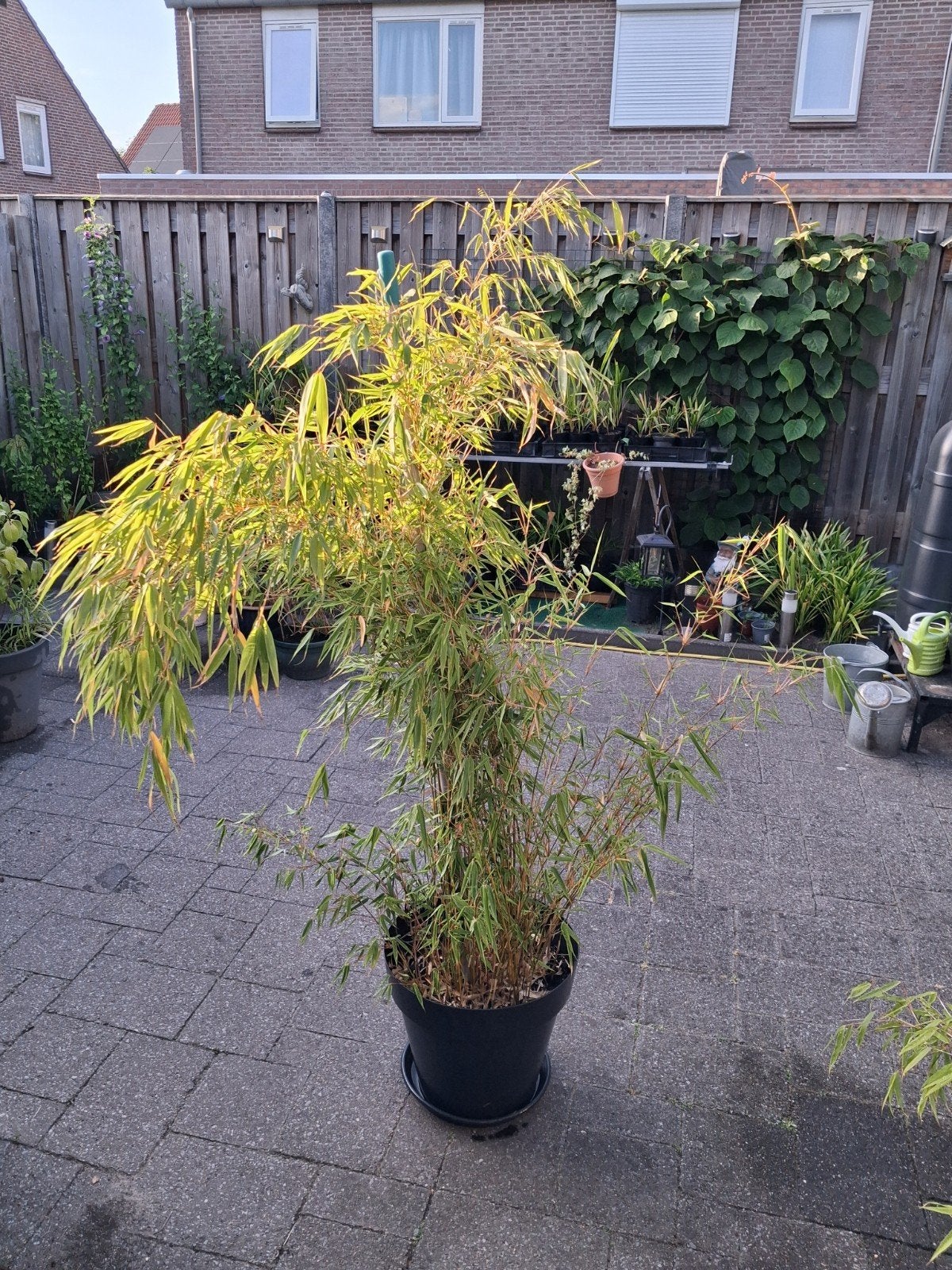 Bamboe, Tuin en Terras, Planten | Bomen, Bloeit niet, Halfschaduw, Overige soorten, 100 tot 250 cm