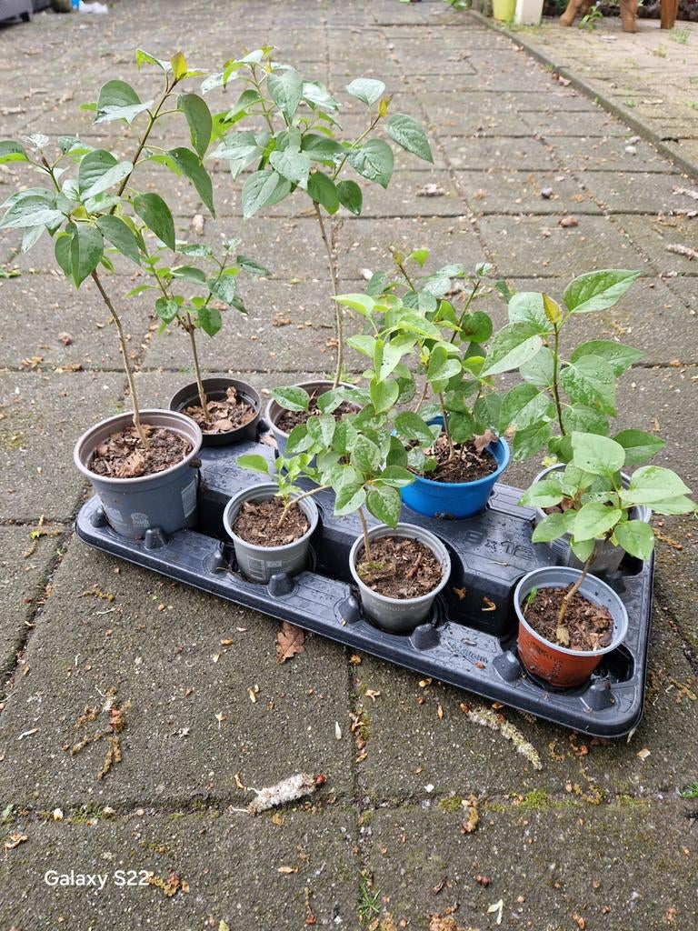 Gewortelde sering, Ophalen of Verzenden, Overige soorten, Volle zon