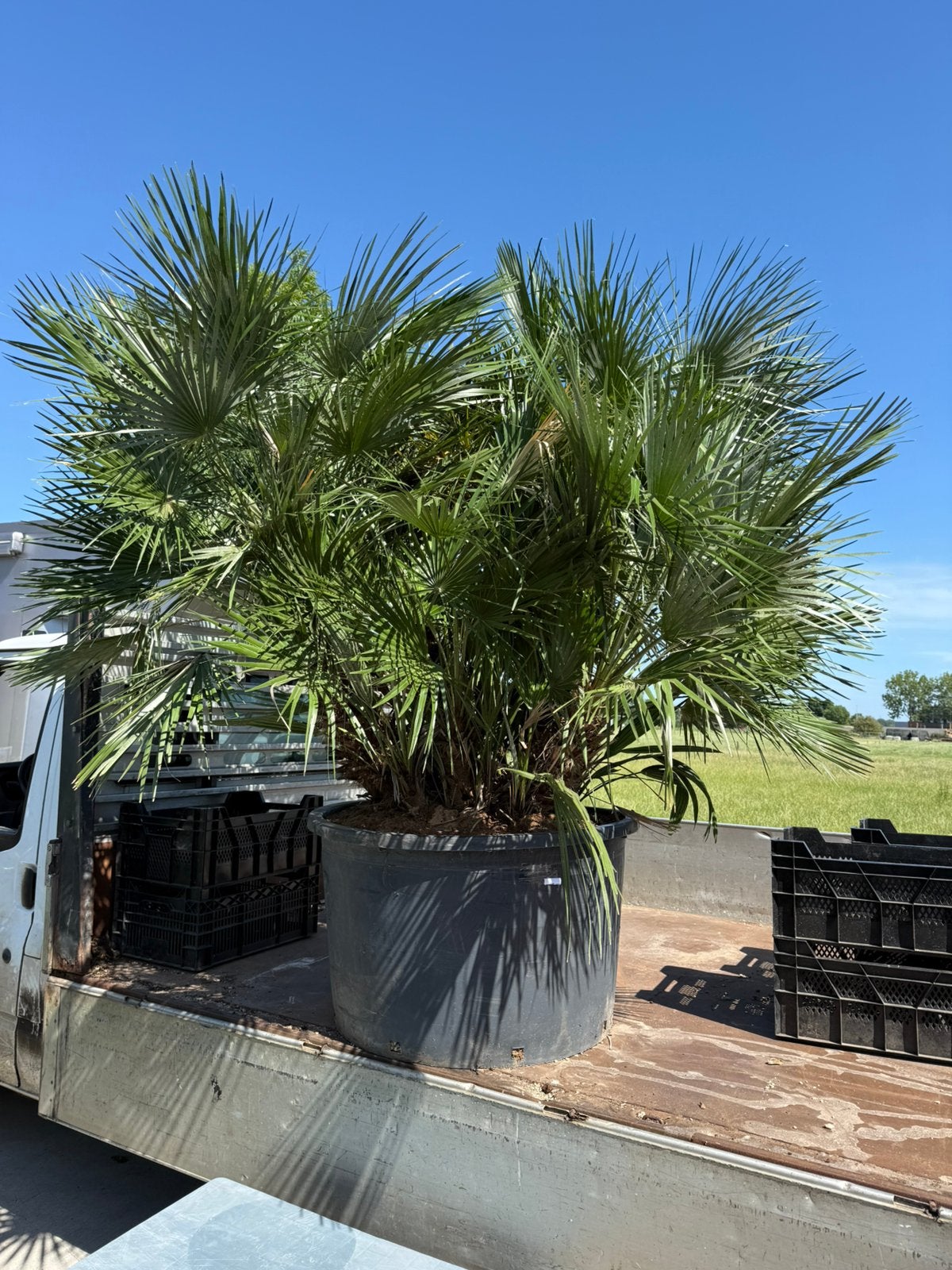 Palm mega kuip chamarops vol stek supermooi 595,-, Tuin en Terras, Planten | Bomen, 100 tot 250 cm, Zomer, Palmboom, Ophalen