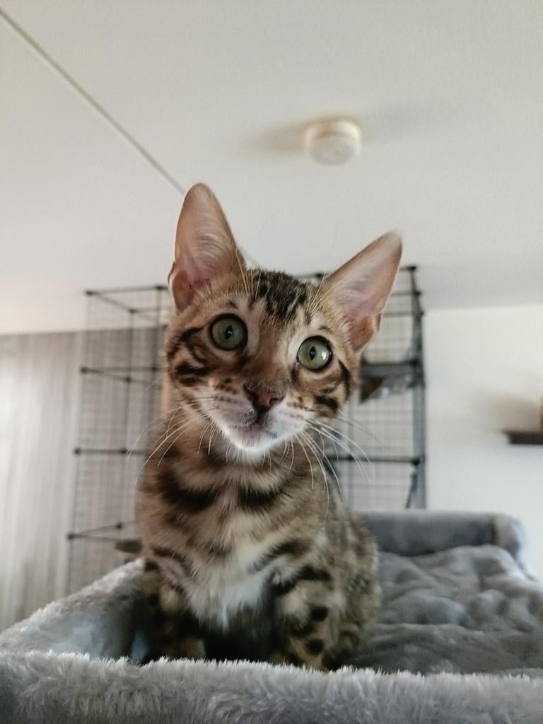 Bengaalse kitten, Dieren en Toebehoren, Katten en Kittens | Raskatten | Korthaar, Kater, 0 tot 2 jaar, Gechipt, Ontwormd, Ingeënt