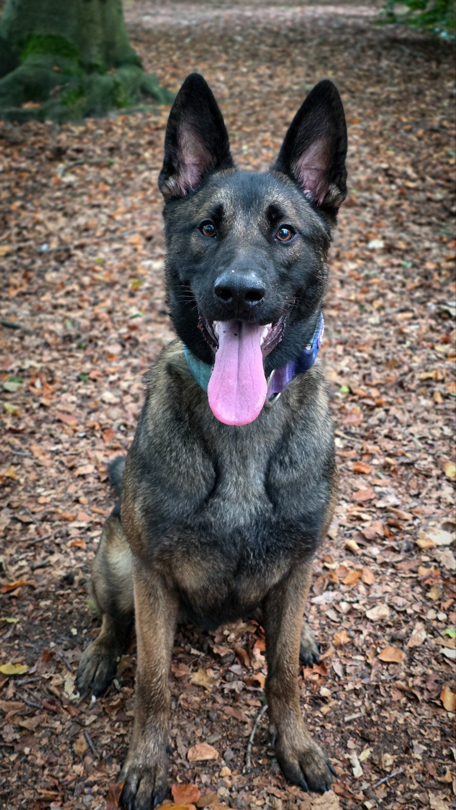 kruising duitse herder mechelaar teef, Dieren en Toebehoren, HCC (leverziekte), 1 tot 2 jaar, Teef, Eén hond