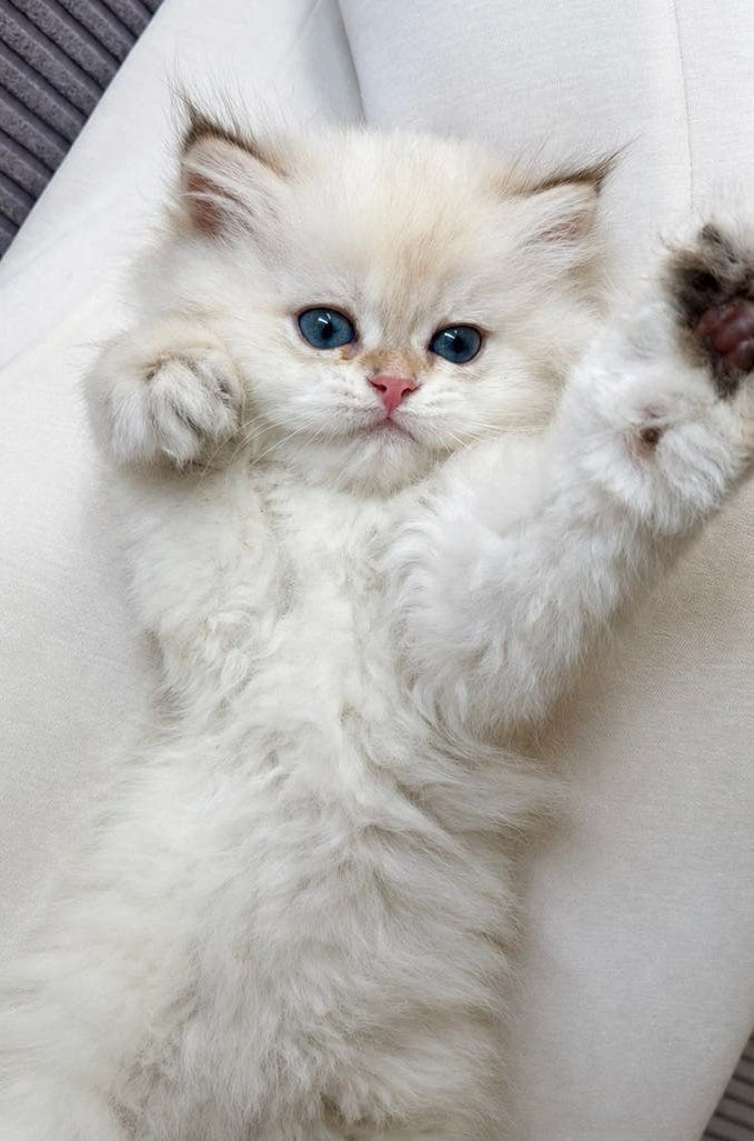Brits langhaar kittens, Meerdere dieren, Met stamboom, 0 tot 2 jaar