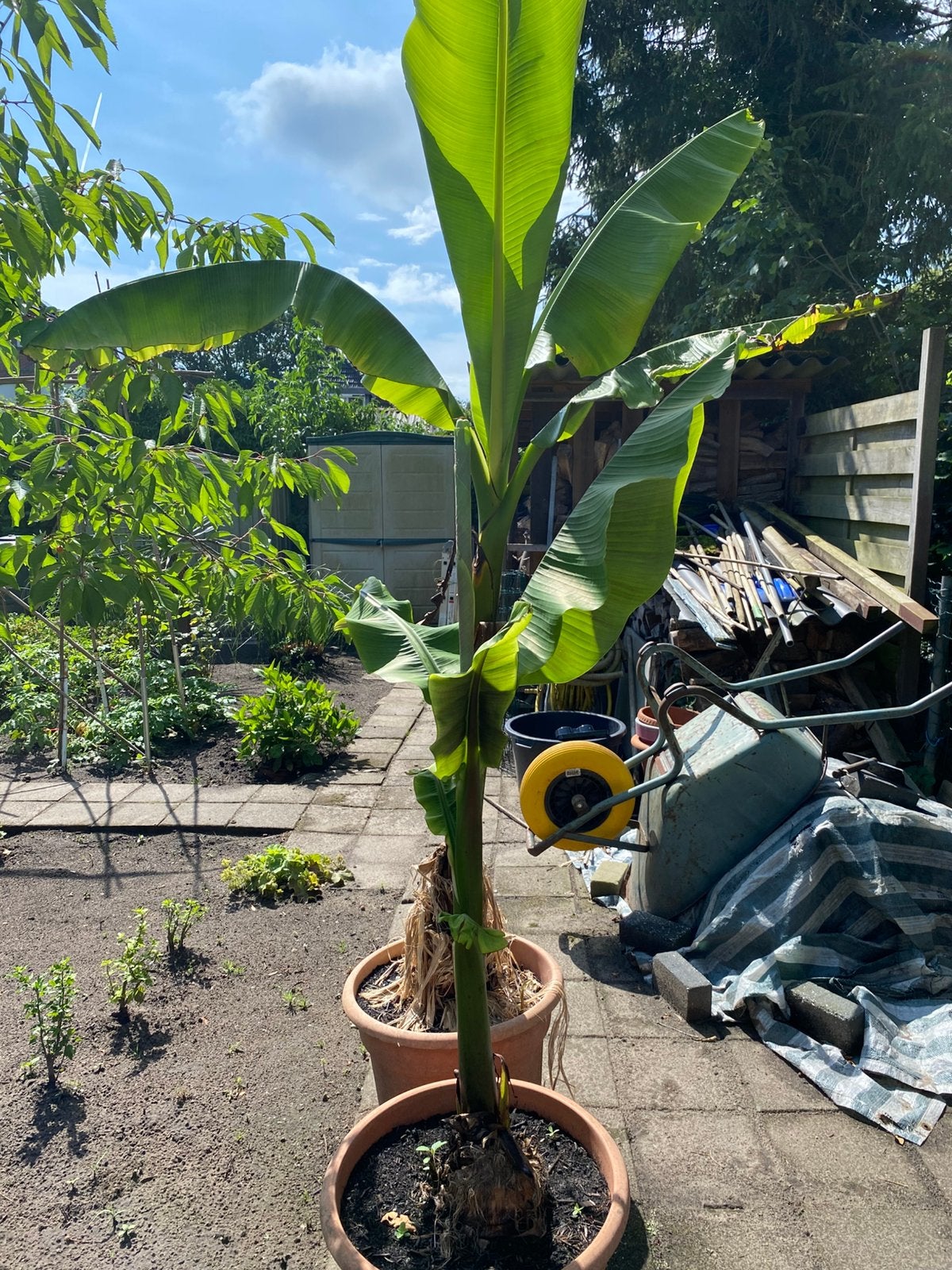 Te koop winter harde bananen plant, Overige soorten, 100 tot 250 cm, Zomer, Ophalen